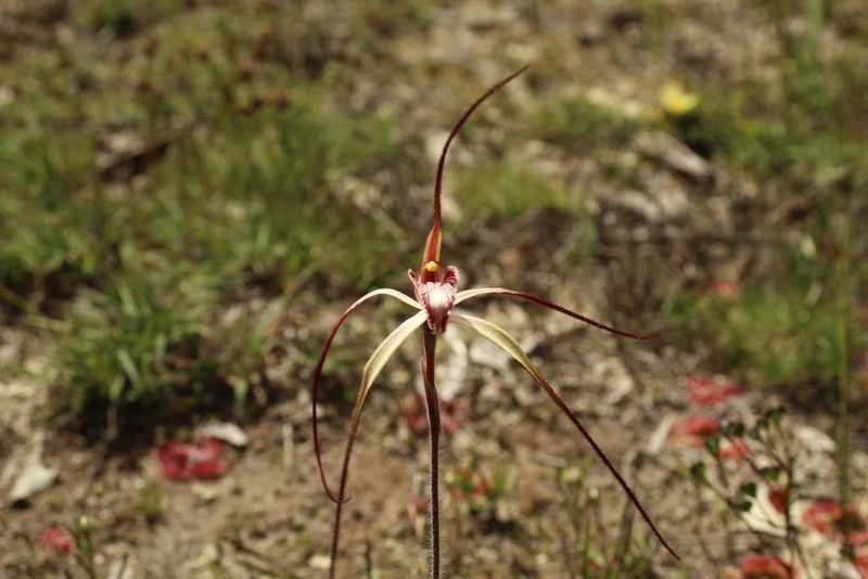 Caladenia polychroma, photographed by Em Lamond