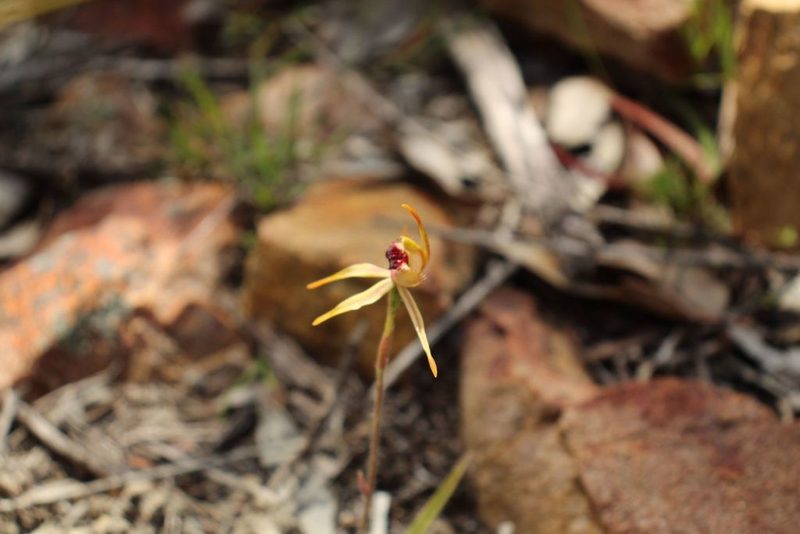 Caladenia ensata, photographed by Em Lamond