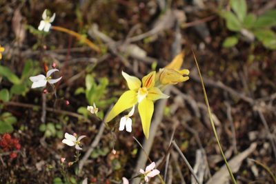 Caladenia flava, photographed by Em Lamond