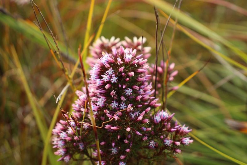 Andersonia caerulea, photographed by Em Lamond
