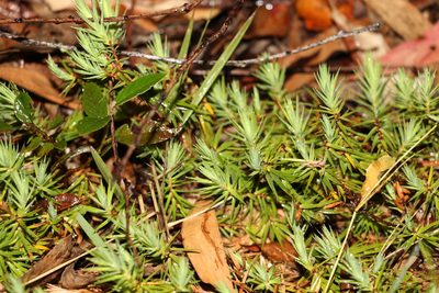 Melichrus procumbens, photographed by Greg Tasney