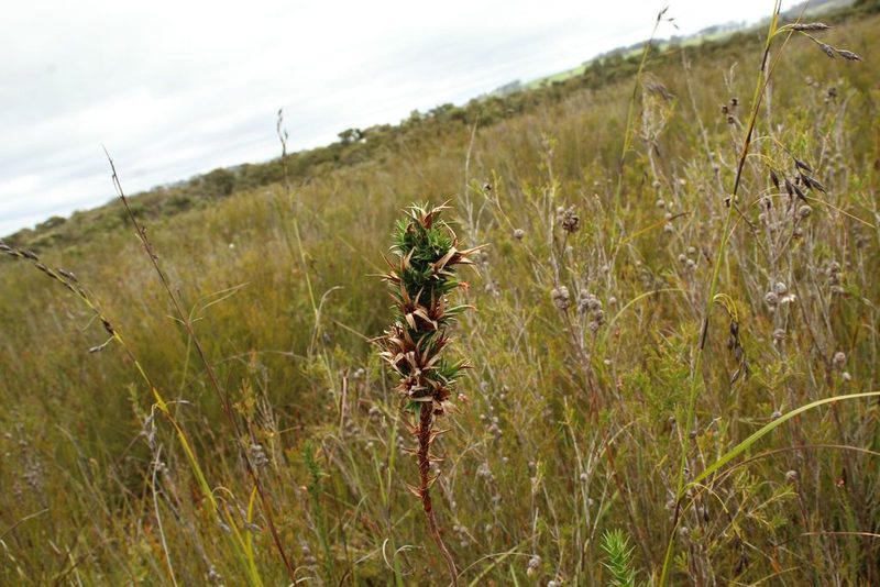 Cosmelia rubra, photographed by Em Lamond