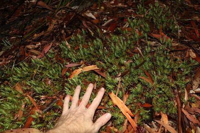 Melichrus procumbens, photographed by Greg Tasney