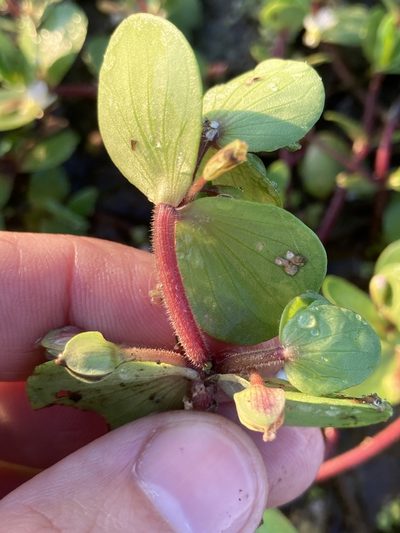 Bacopa rotundifolia, photographed by kent ozment