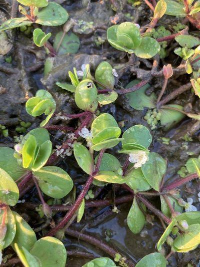 Bacopa rotundifolia, photographed by kent ozment