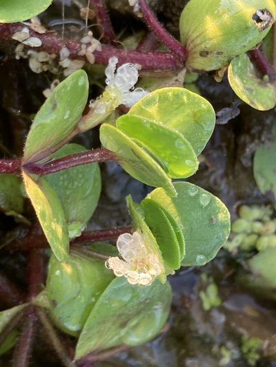 Bacopa rotundifolia, photographed by kent ozment
