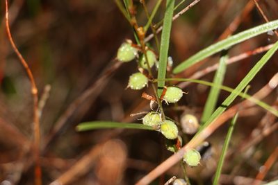 Hovea heterophylla, photographed by Greg Tasney