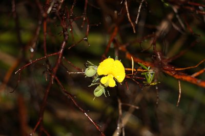 Gompholobium virgatum, photographed by Greg Tasney