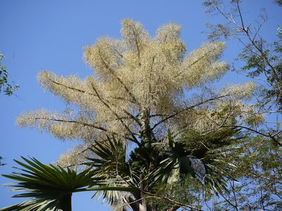 Corypha umbraculifera, photographed by Dinesh Valke