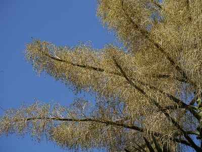 Corypha umbraculifera, photographed by Dinesh Valke