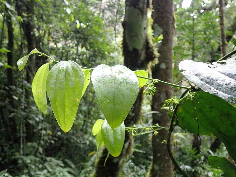 Smilax domingensis, photographed by Skjold Søndergaard