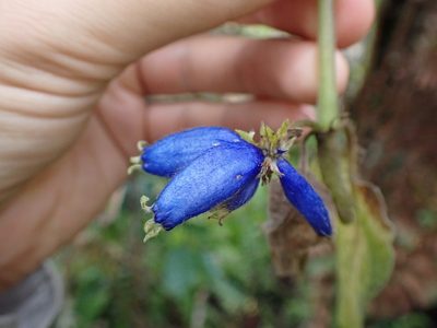 Coccocypselum lanceolatum, photographed by Skjold Søndergaard