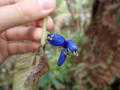Coccocypselum lanceolatum, photographed by Skjold Søndergaard
