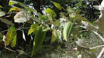 Cynanchum laeve, photographed by John Abrams