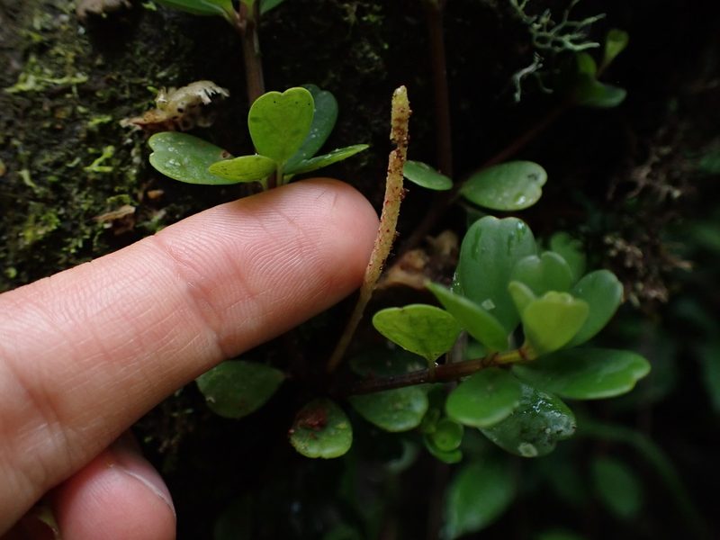 Peperomia quadrifolia, photographed by Skjold Søndergaard