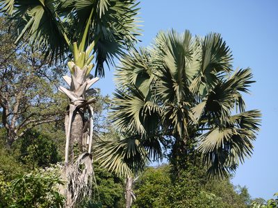Corypha umbraculifera, photographed by Dinesh Valke
