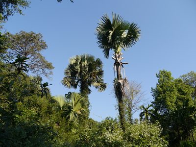 Corypha umbraculifera, photographed by Dinesh Valke