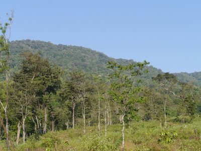 Corypha umbraculifera, photographed by Dinesh Valke