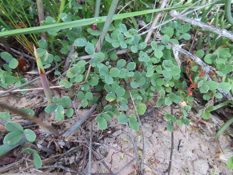 Indigofera procumbens, photographed by linkie