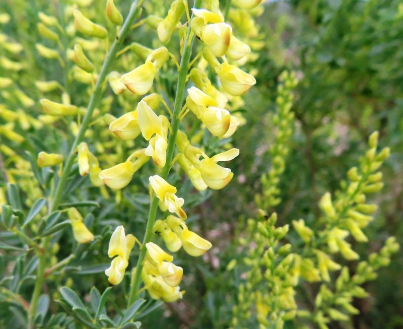 Rafnia cuneifolia, photographed by linkie