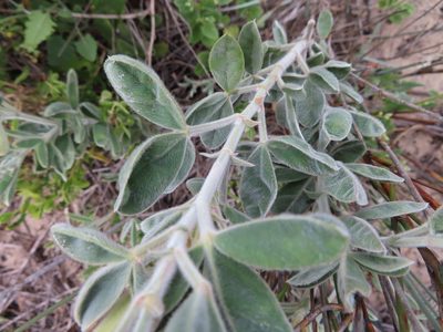 Argyrolobium velutinum, photographed by linkie