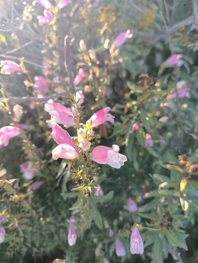 Lamourouxia dasyantha, photographed by Comisión Estatal de Biodiversidad del Estado de Hidalgo