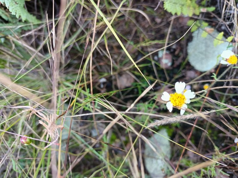 Tridax rosea, photographed by Comisión Estatal de Biodiversidad del Estado de Hidalgo