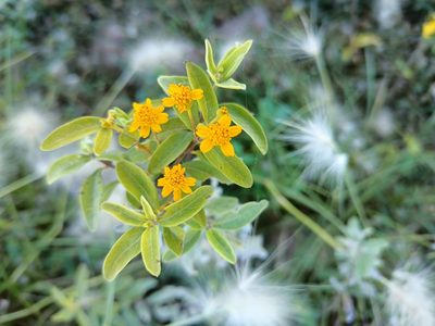 Zaluzania augusta, photographed by Comisión Estatal de Biodiversidad del Estado de Hidalgo