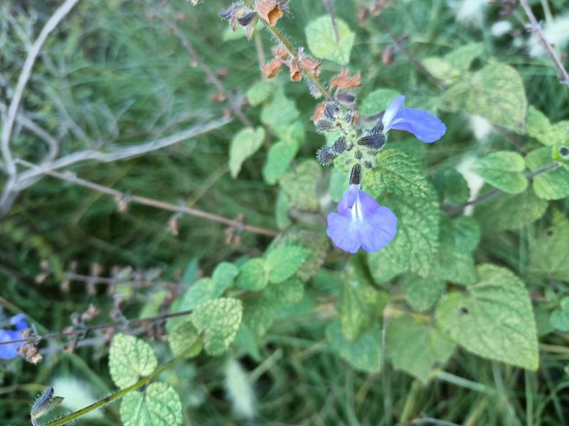 Salvia circinnata, photographed by Comisión Estatal de Biodiversidad del Estado de Hidalgo
