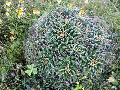 Mammillaria magnimamma, photographed by Comisión Estatal de Biodiversidad del Estado de Hidalgo