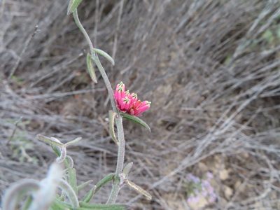 Microloma sagittatum, photographed by linkie
