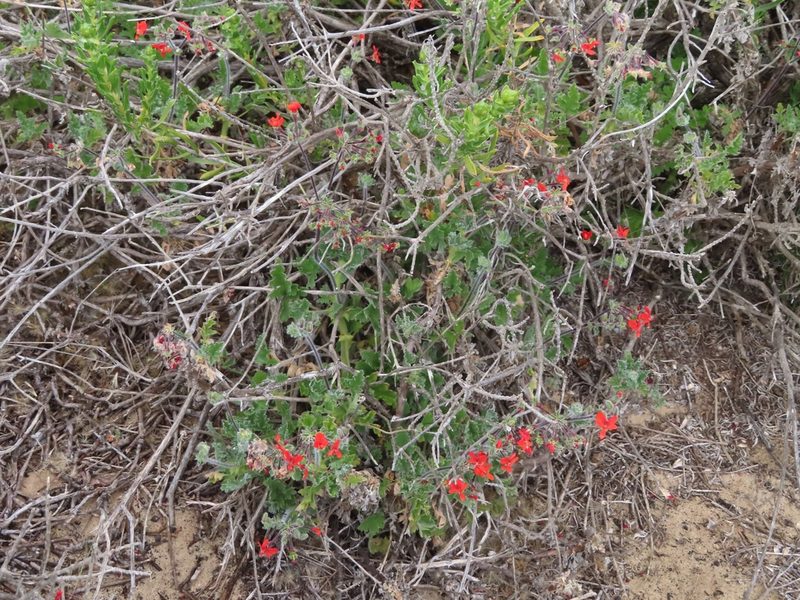 Pelargonium fulgidum, photographed by linkie