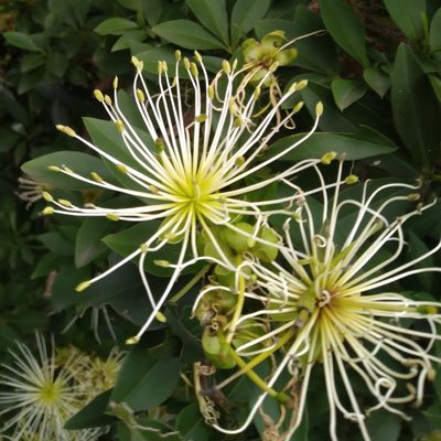 Maerua afra, photographed by Rosemary Harrison