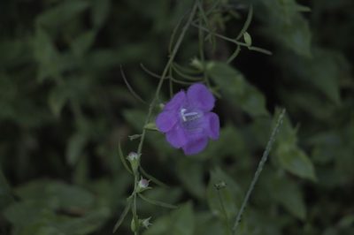 Agalinis purpurea, photographed by Tanya Riseman