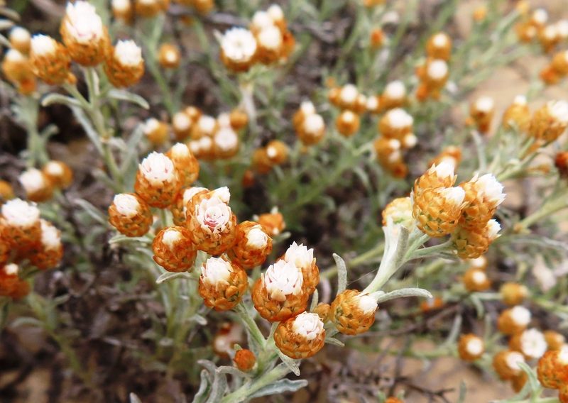 Helichrysum cochleariforme, photographed by linkie