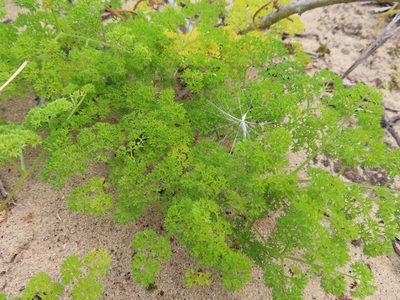 Annesorhiza macrocarpa, photographed by linkie