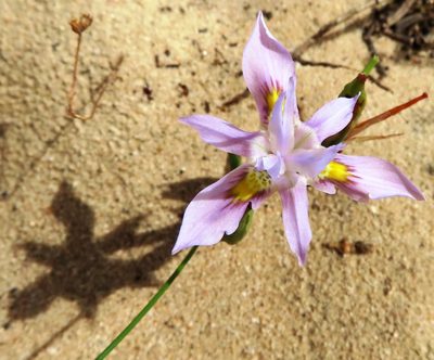Moraea macrocarpa, photographed by linkie