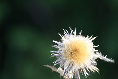 Carlina vulgaris, photographed by Coulonges Philippe