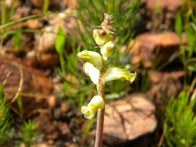 Lachenalia cernua, photographed by Tim Kirsten