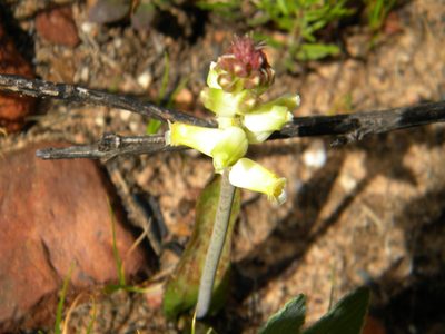 Lachenalia cernua, photographed by Tim Kirsten