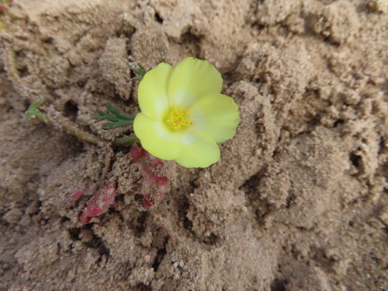 Grielum humifusum, photographed by linkie