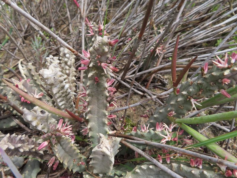 Quaqua incarnata, photographed by linkie