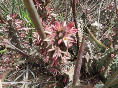Quaqua incarnata, photographed by linkie