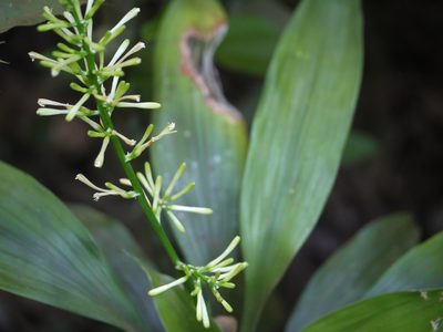 Dracaena spicata, photographed by Dinesh Valke