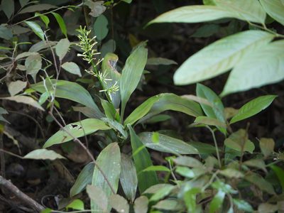 Dracaena spicata, photographed by Dinesh Valke