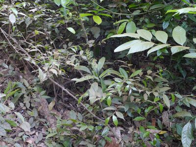 Dracaena spicata, photographed by Dinesh Valke