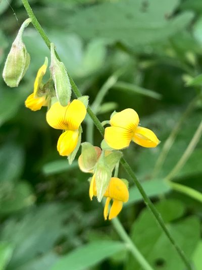 Crotalaria albida, photographed by 呂一起(Lyu yi-chi)