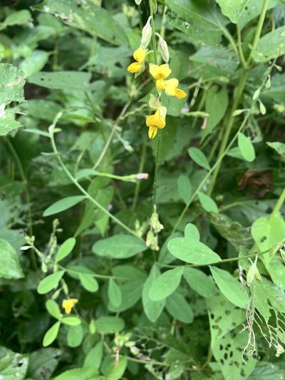 Crotalaria albida, photographed by 呂一起(Lyu yi-chi)