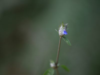 Rungia pectinata, photographed by Dinesh Valke