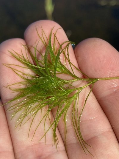 Najas minor, photographed by kent ozment